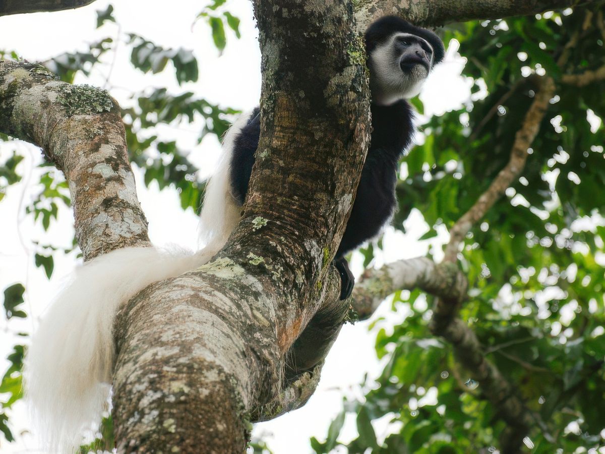 Safari animalier en privatif, tente, lodge et hôtel – Tanzanie