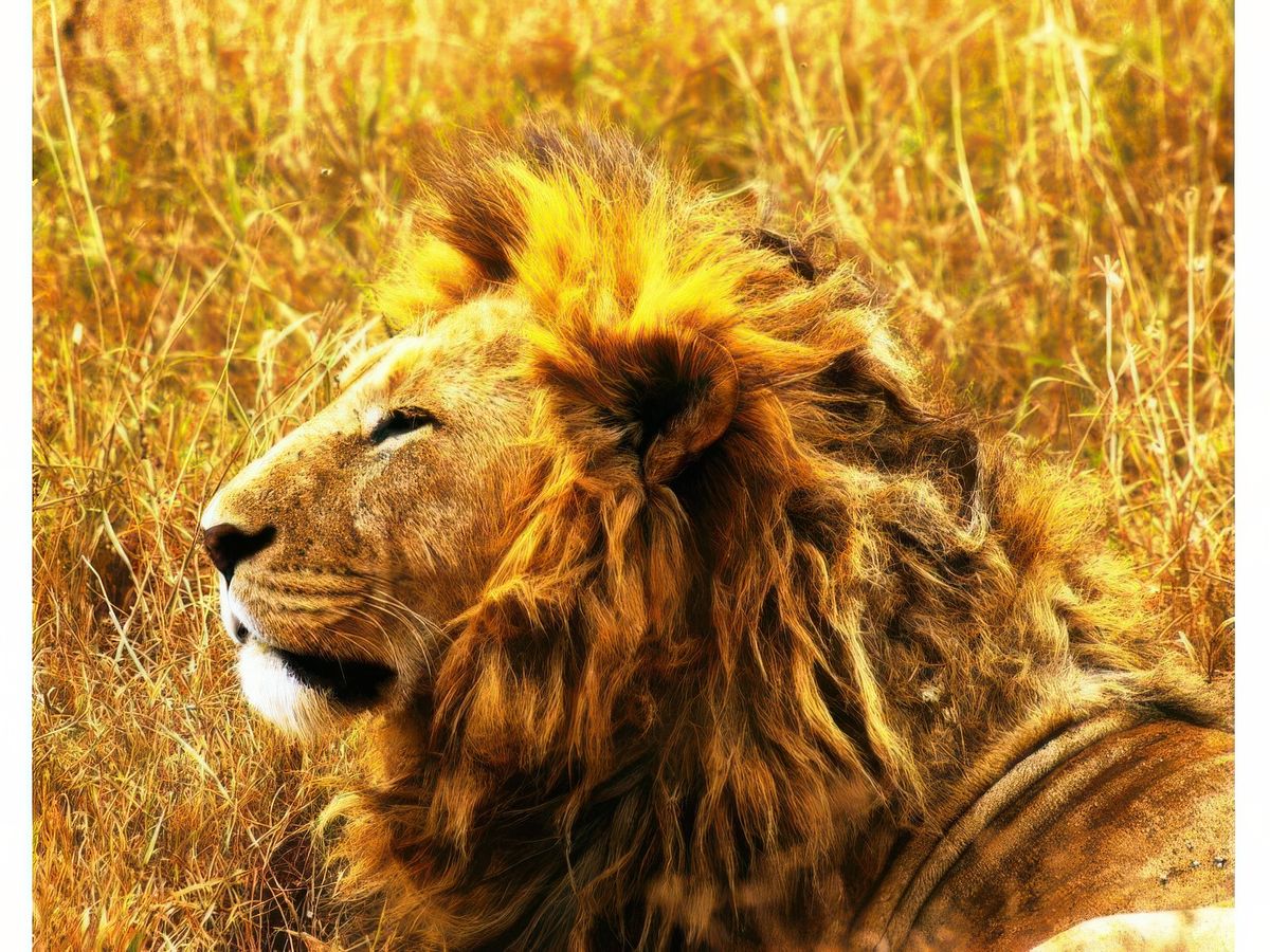 Safari animalier en privatif, tente, lodge et hôtel – Tanzanie