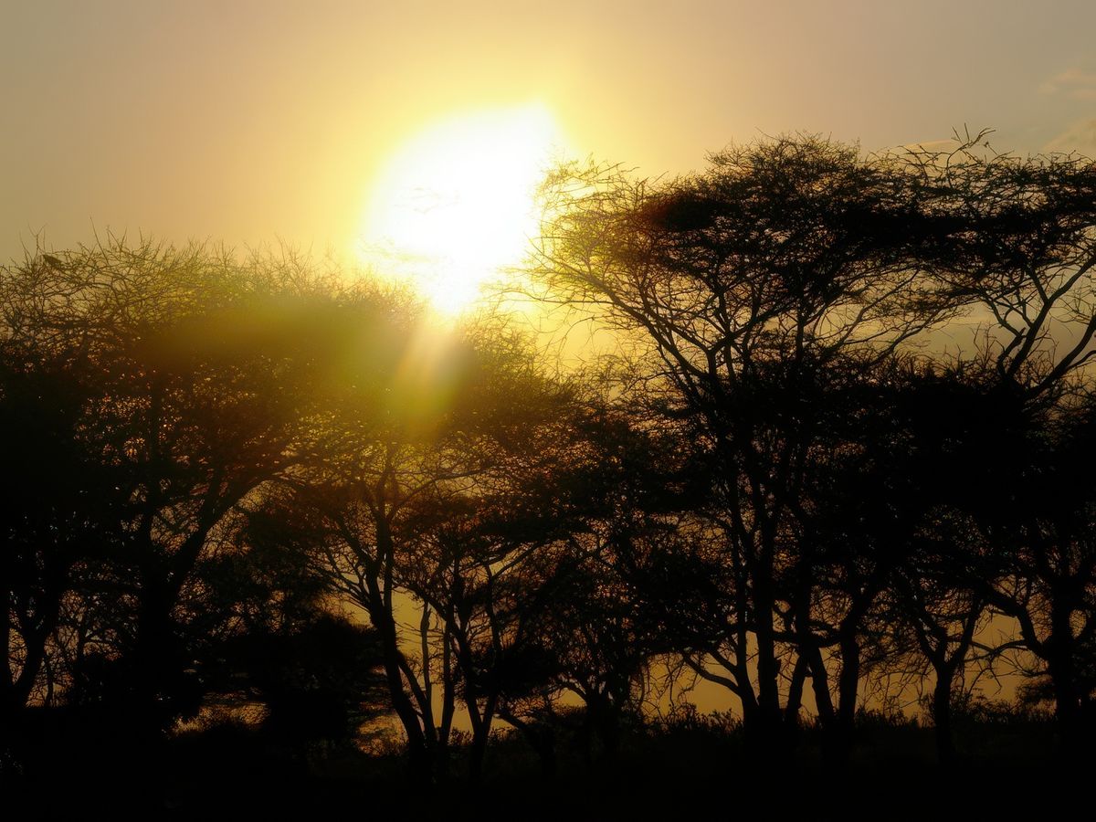 Safari animalier en privatif, tente, lodge et hôtel – Tanzanie