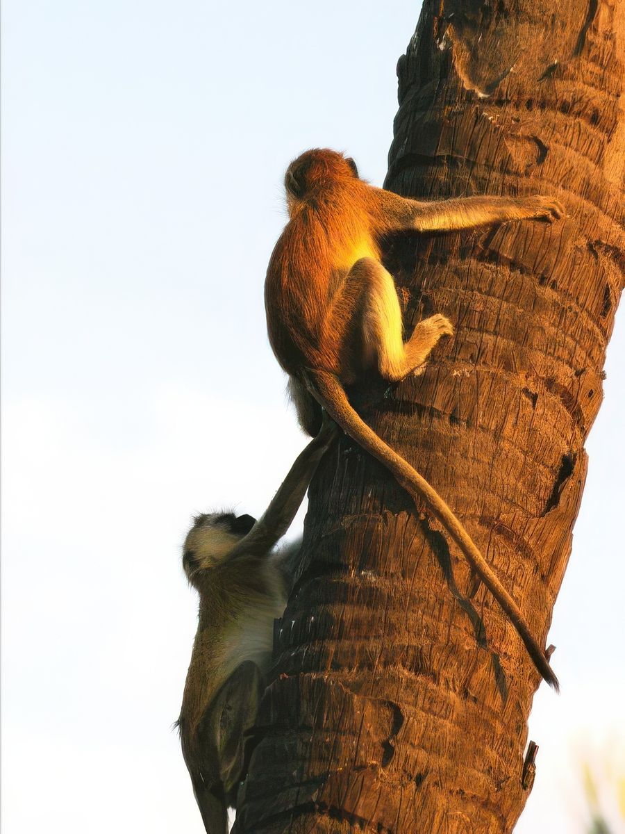 Safari animalier en privatif, tente, lodge et hôtel – Tanzanie