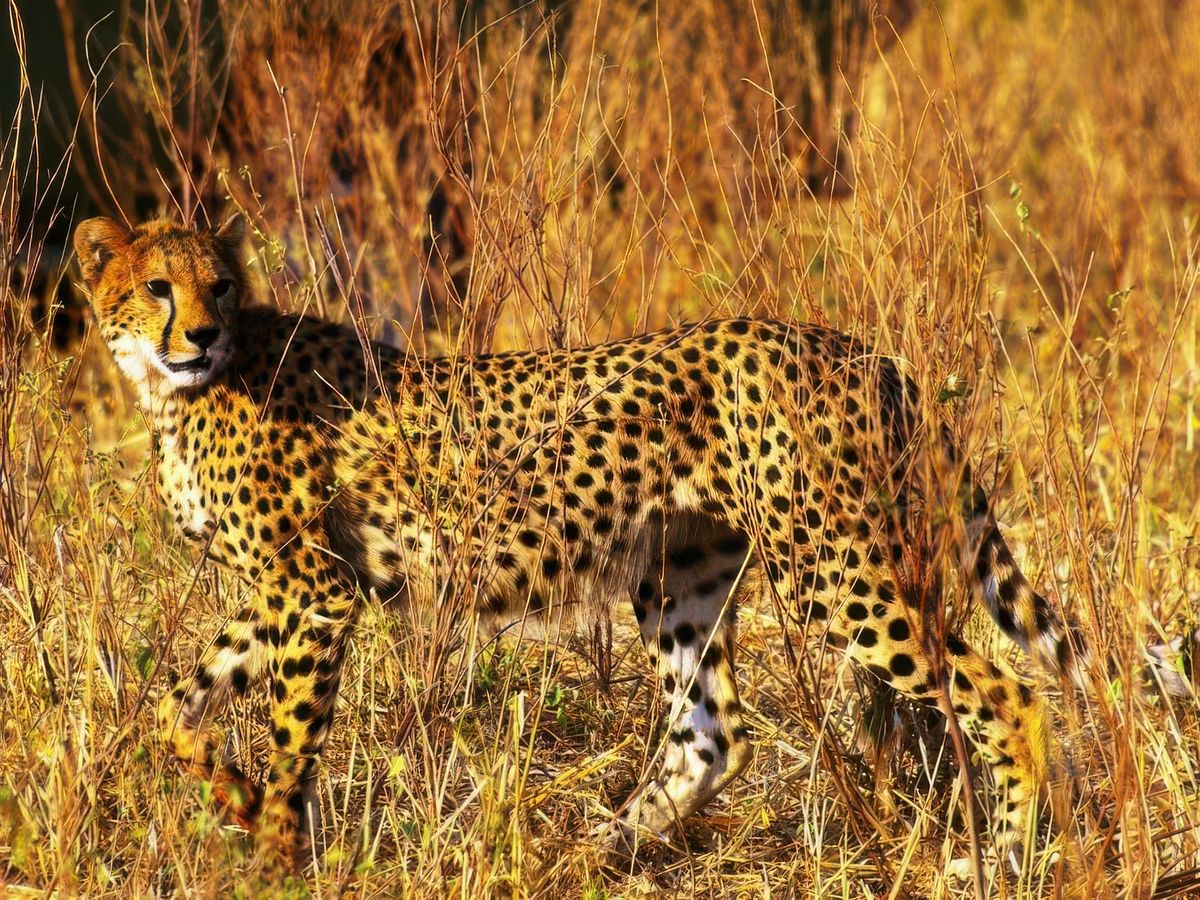 Safari animalier en privatif, tente, lodge et hôtel – Tanzanie