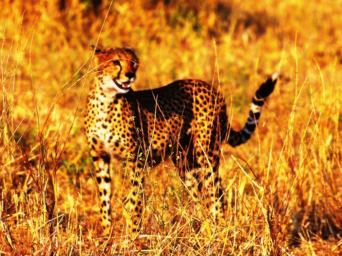 Safari animalier en privatif, tente, lodge et hôtel – Tanzanie