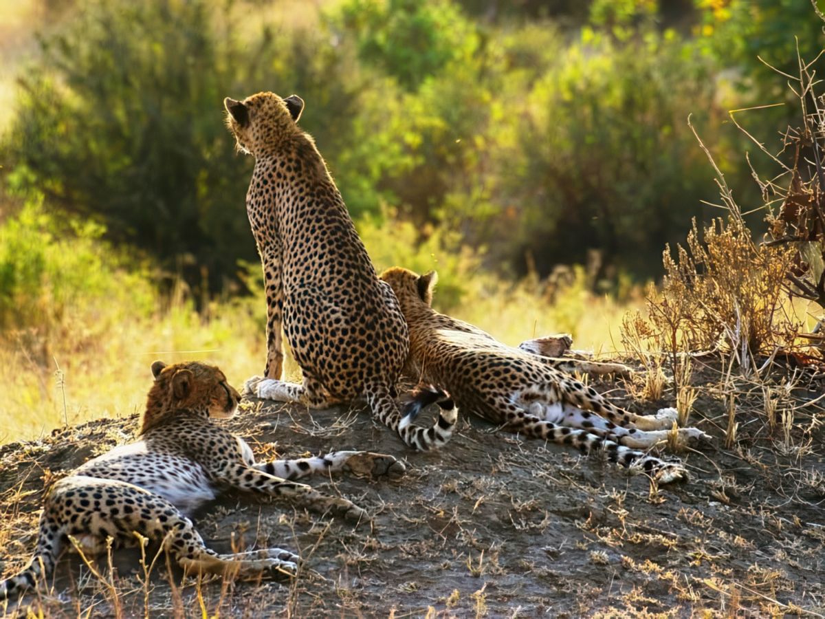 Safari animalier en privatif, tente, lodge et hôtel – Tanzanie