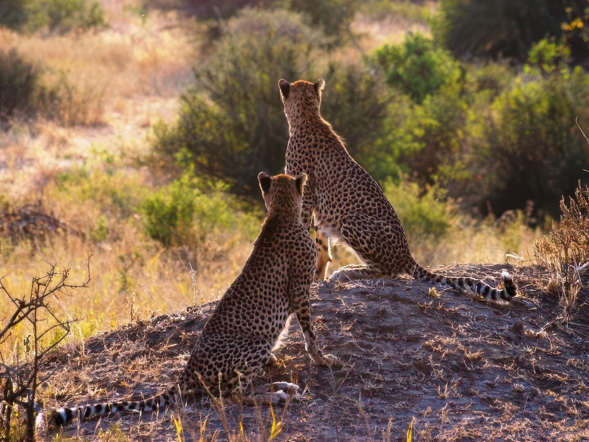 Safari animalier en privatif, tente, lodge et hôtel – Tanzanie