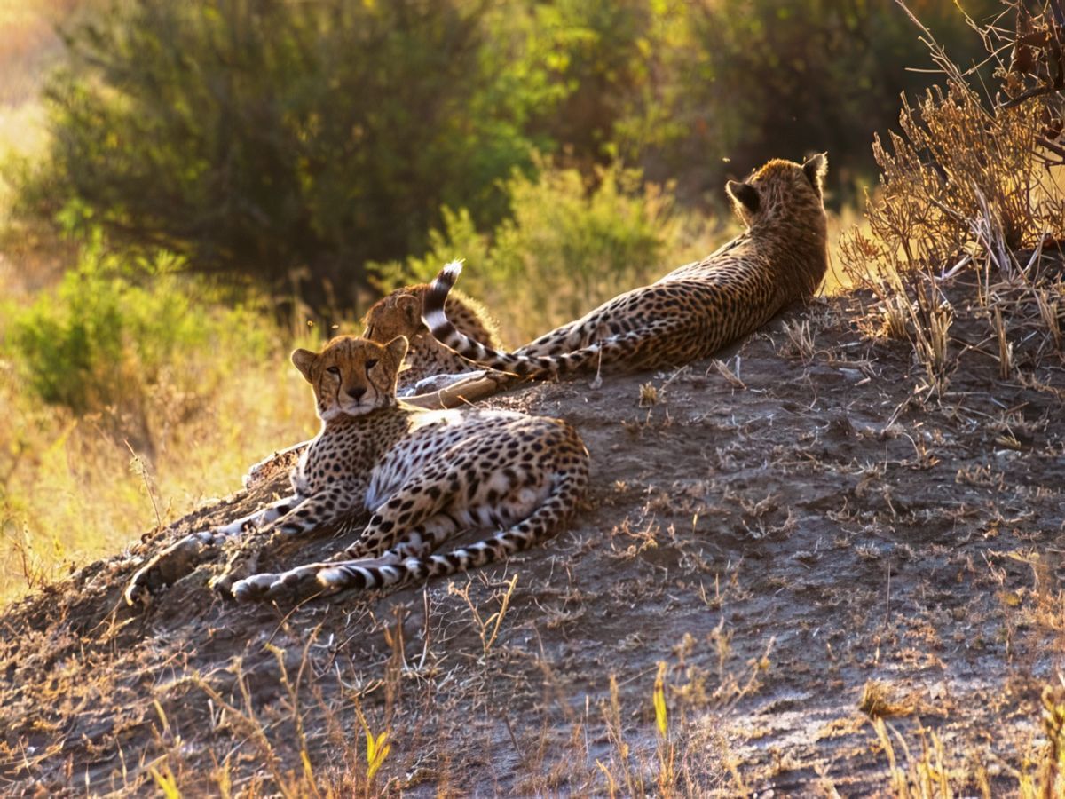 Safari animalier en privatif, tente, lodge et hôtel – Tanzanie