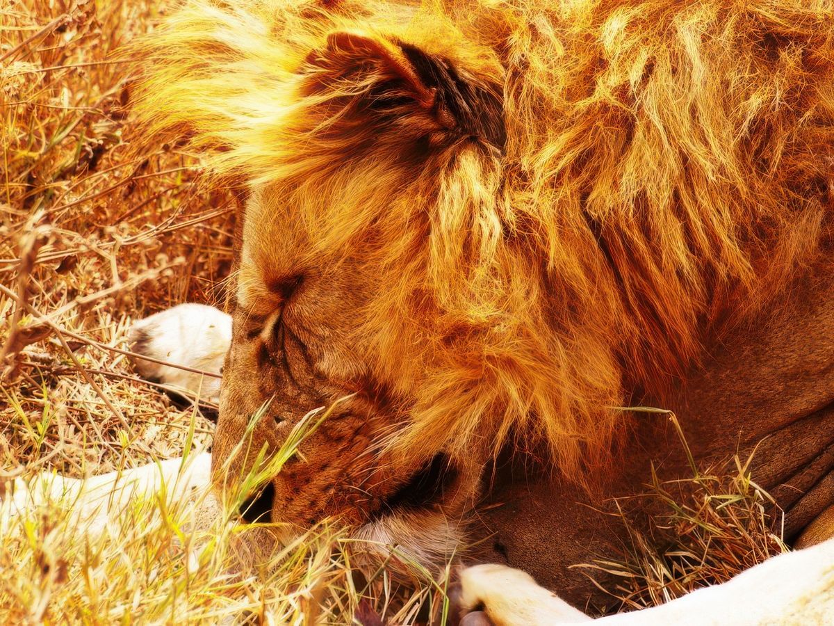Safari animalier en privatif, tente, lodge et hôtel – Tanzanie