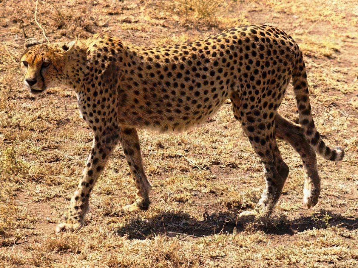Safari animalier en privatif, tente, lodge et hôtel – Tanzanie