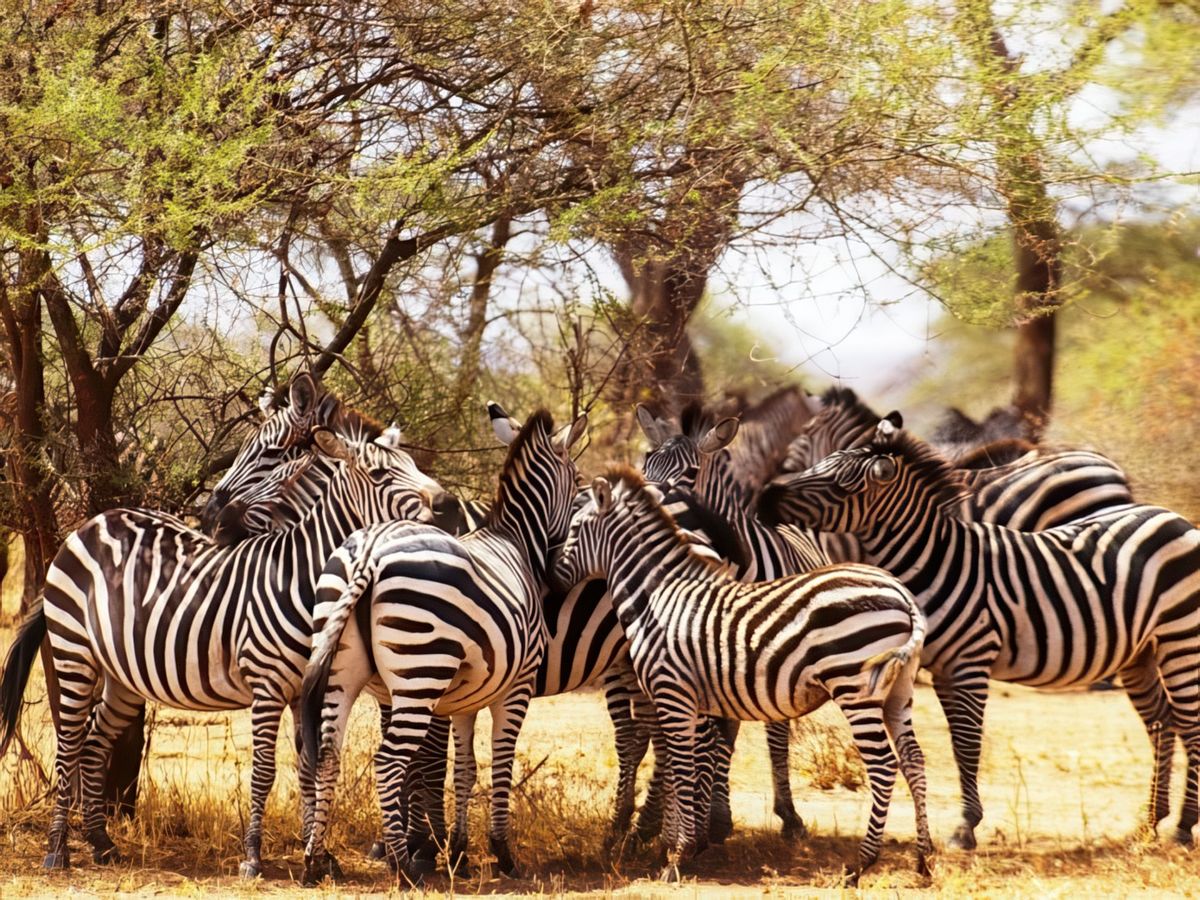 Safari animalier en privatif, tente, lodge et hôtel – Tanzanie
