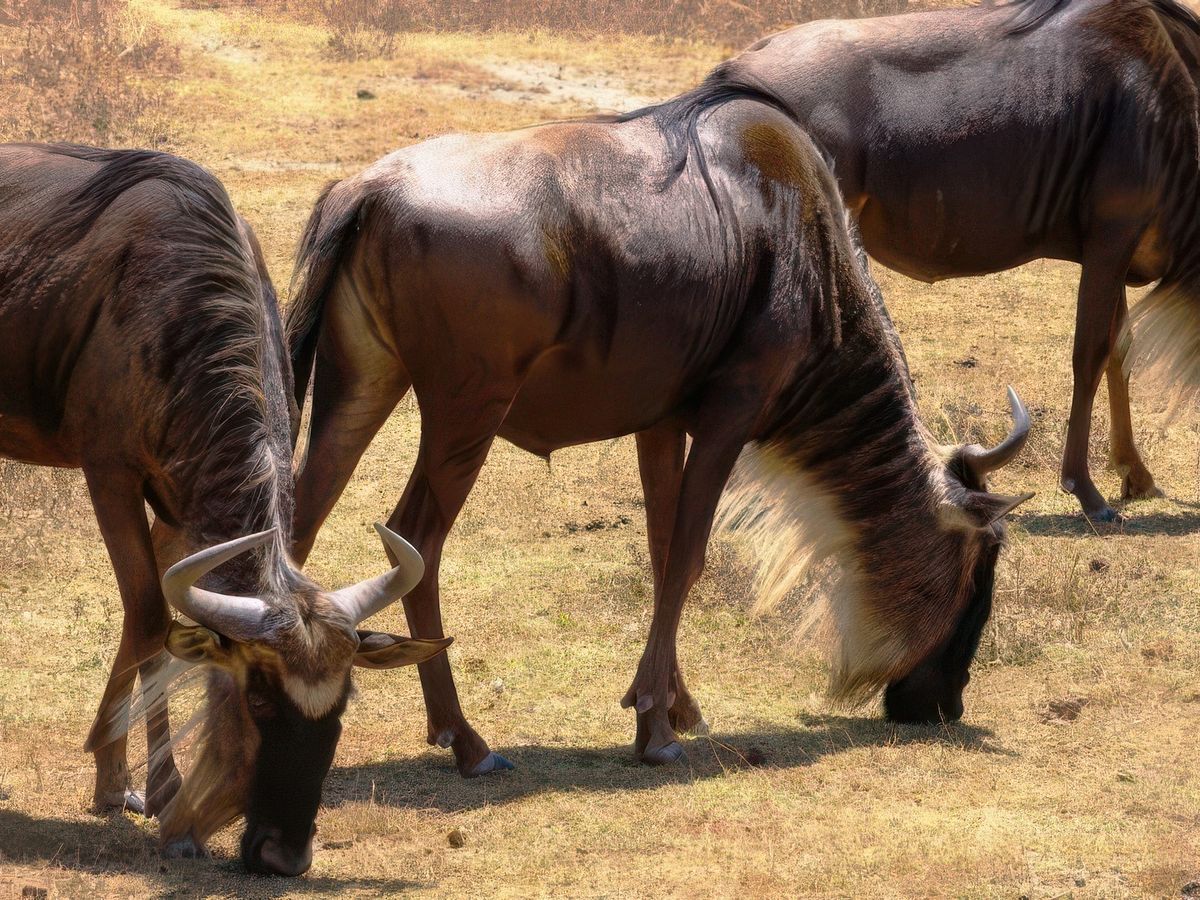 Safari animalier en privatif, tente, lodge et hôtel – Tanzanie