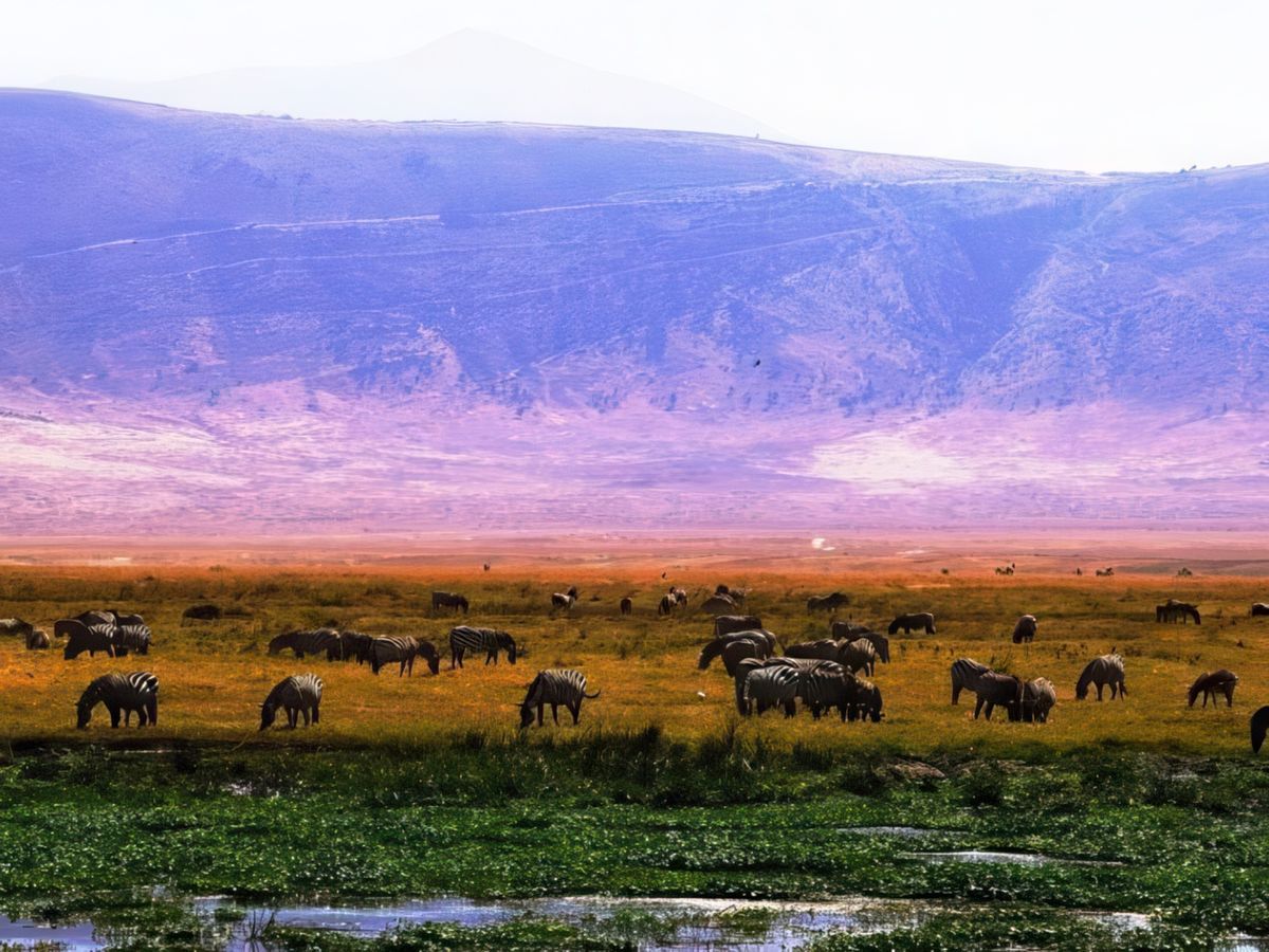 Safari animalier en privatif, tente, lodge et hôtel – Tanzanie