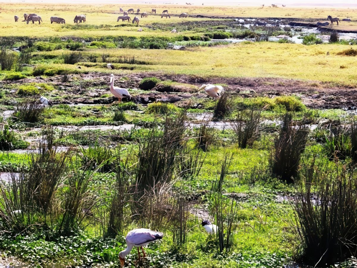 Safari animalier en privatif, tente, lodge et hôtel – Tanzanie