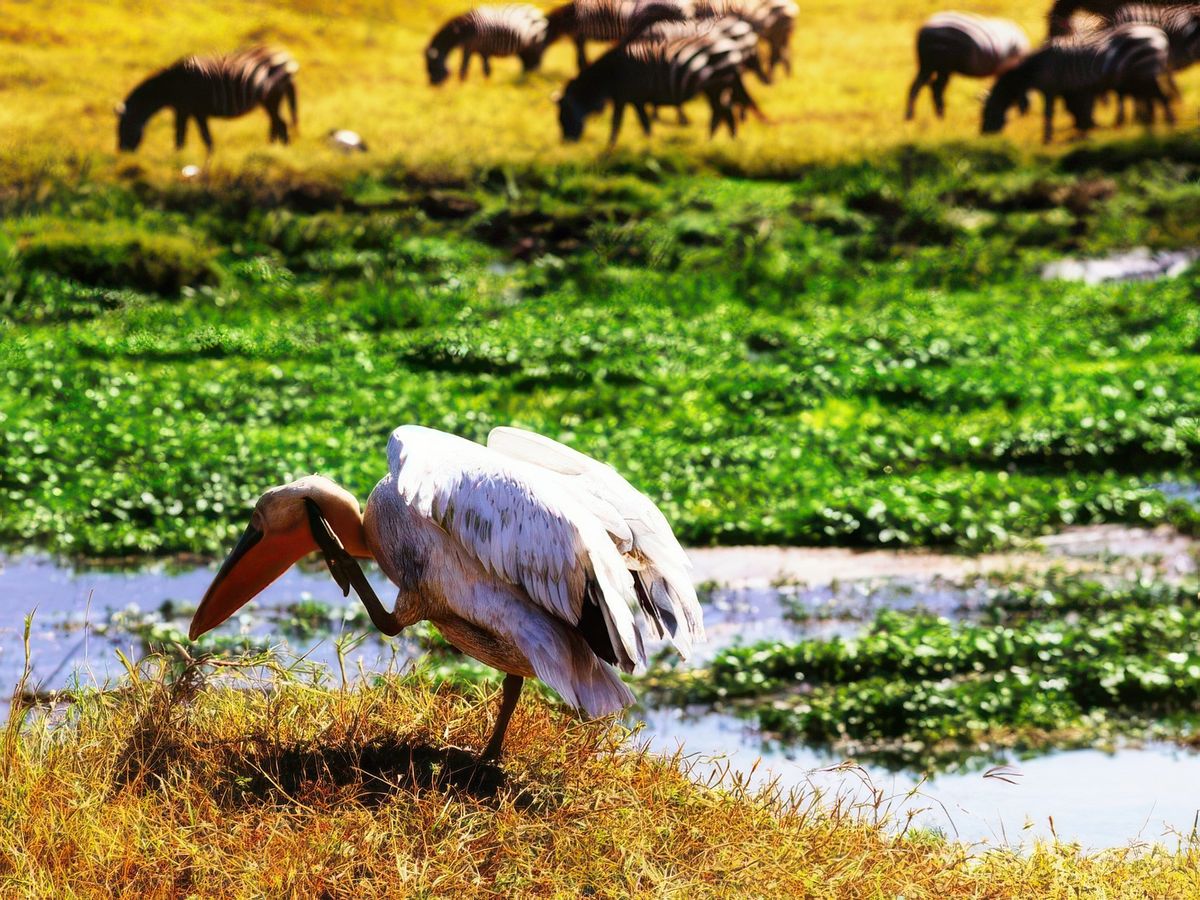 Les animaux que vous verrez.... – Tanzanie