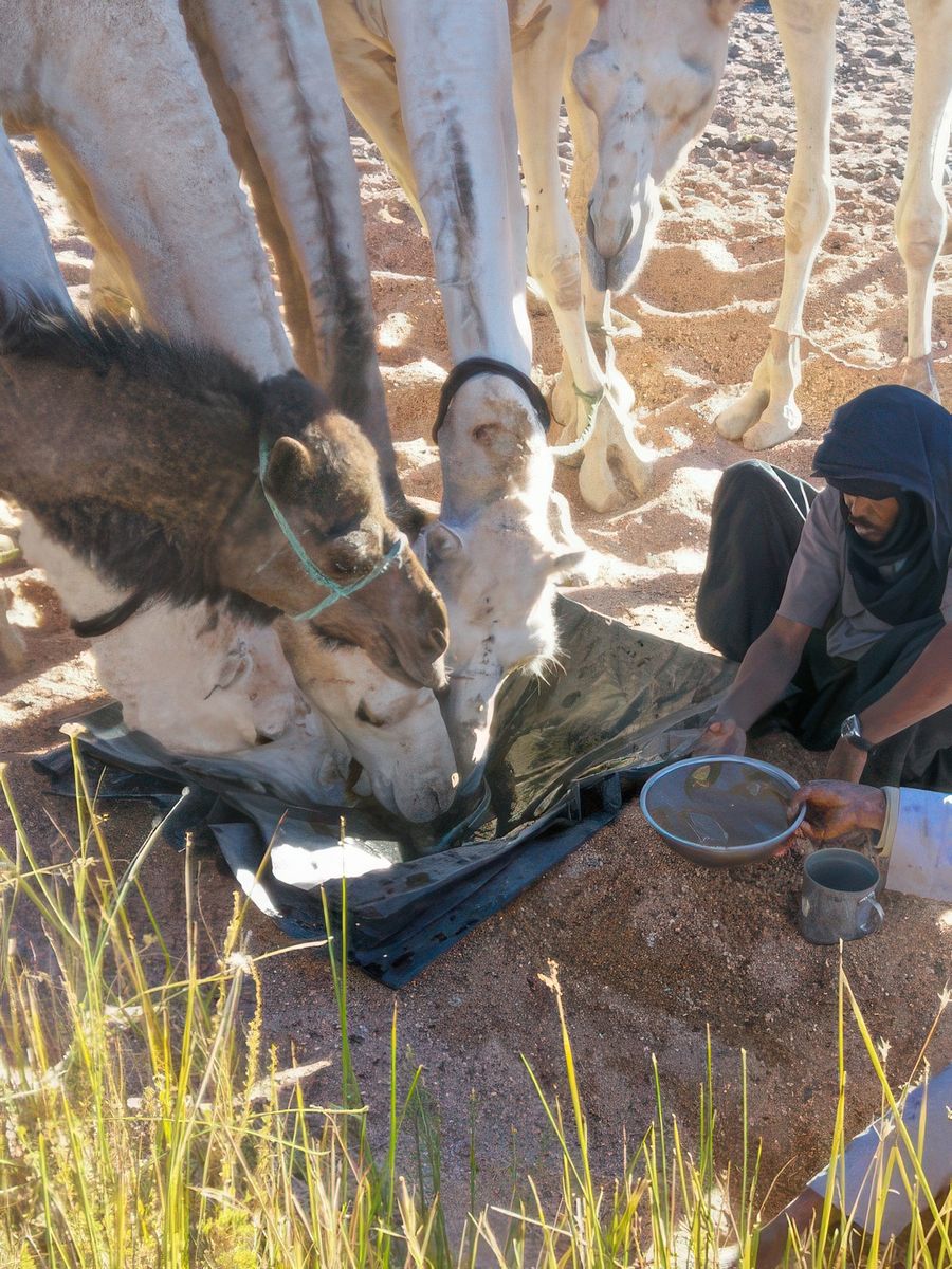 L'hydratation des dromadaires