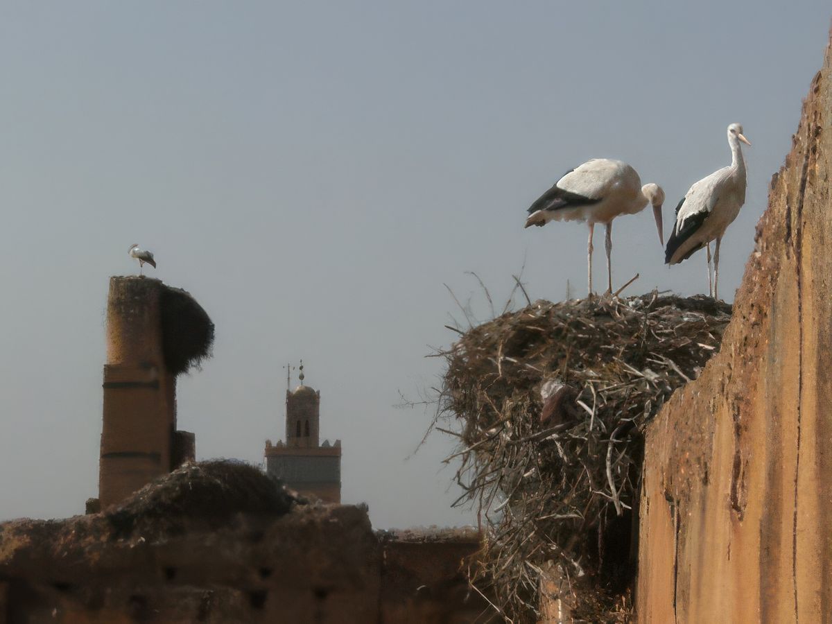 A voir à Marrakech – Maroc