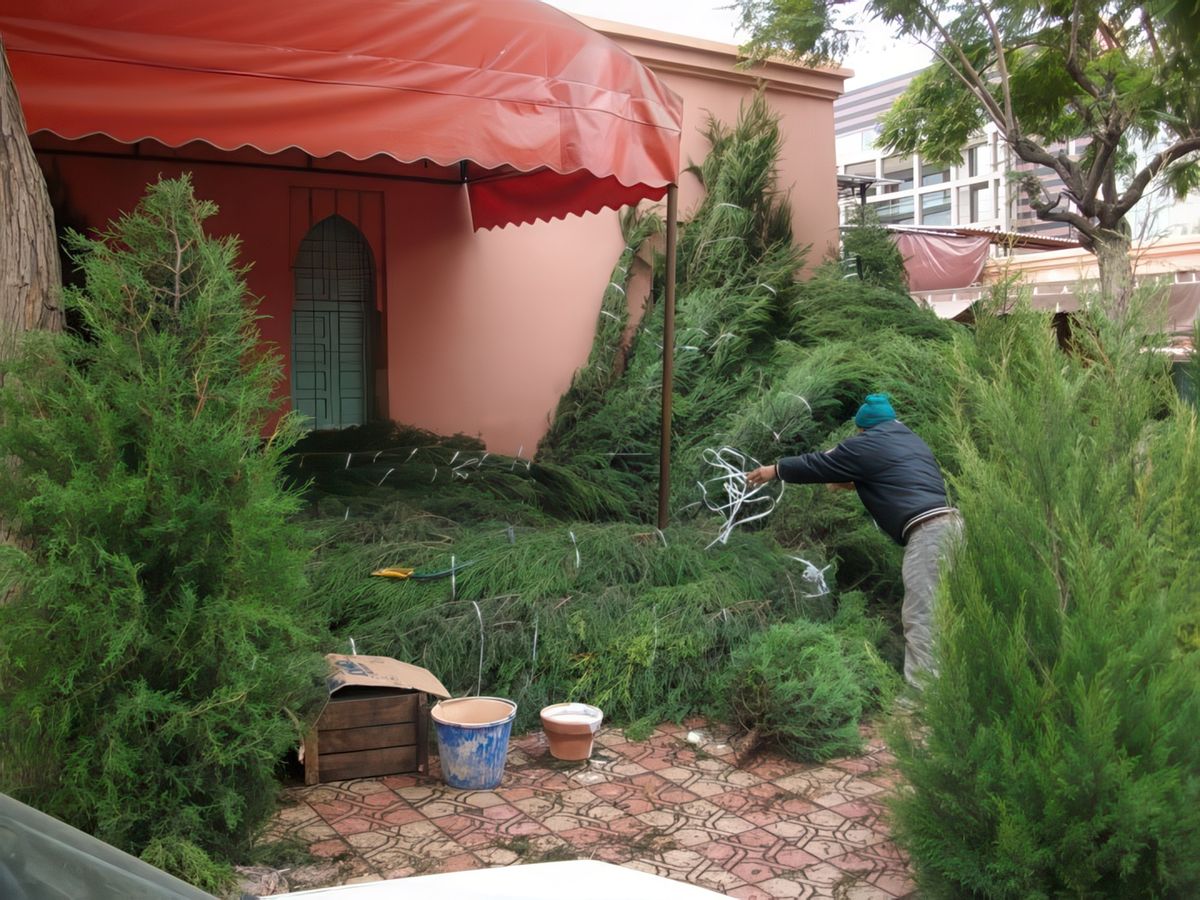 preparation des sapins de noel