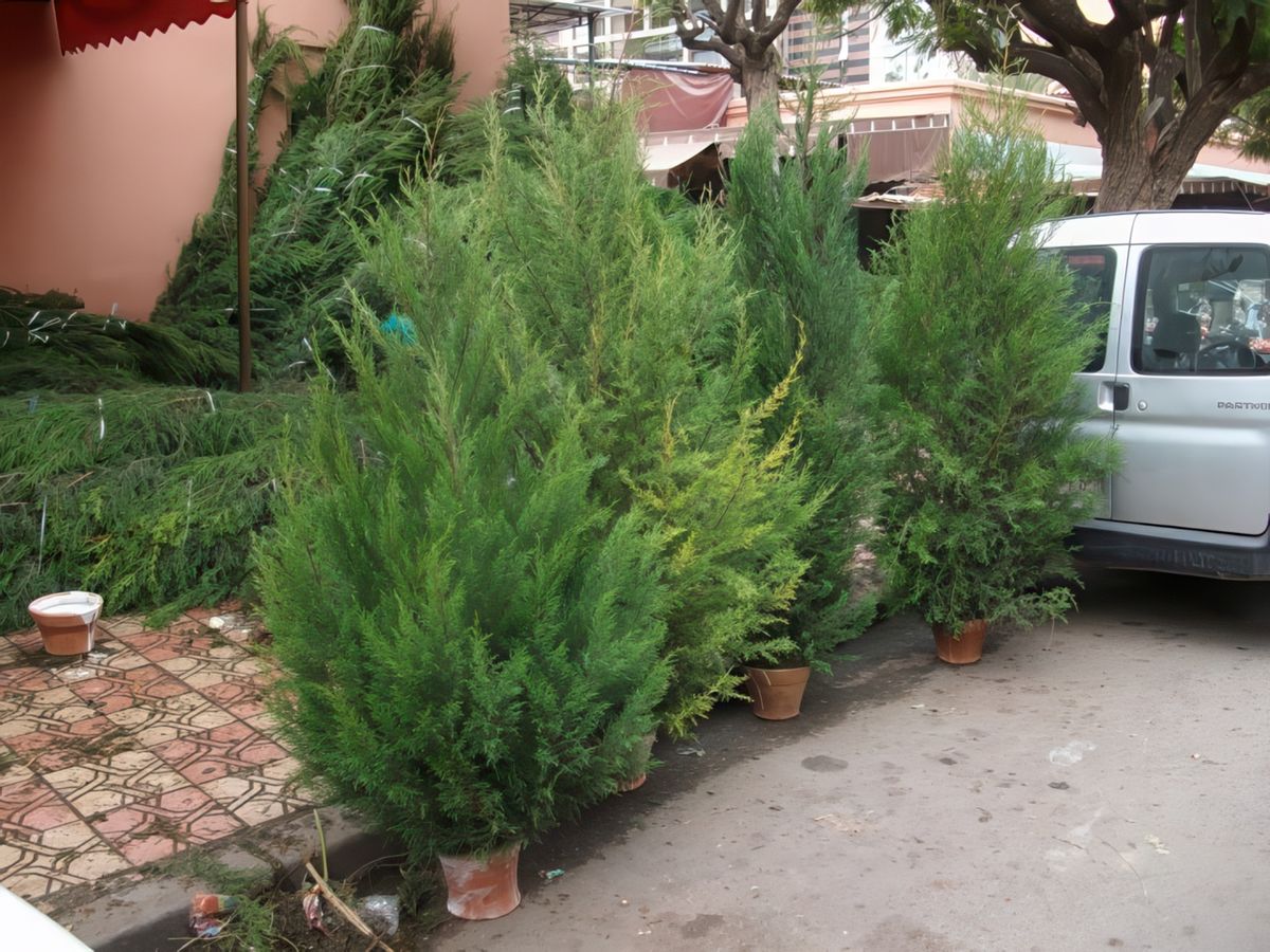 preparation des sapins de noel
