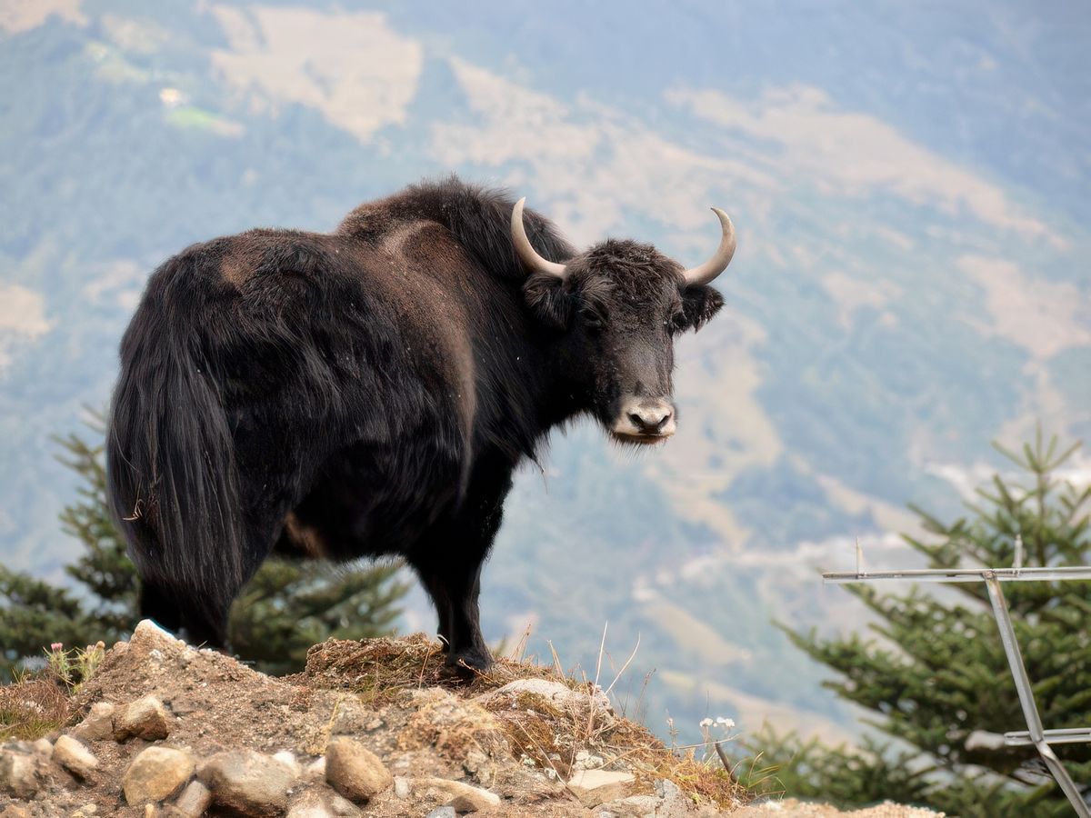 Sur les routes de l'Arunachal – Inde