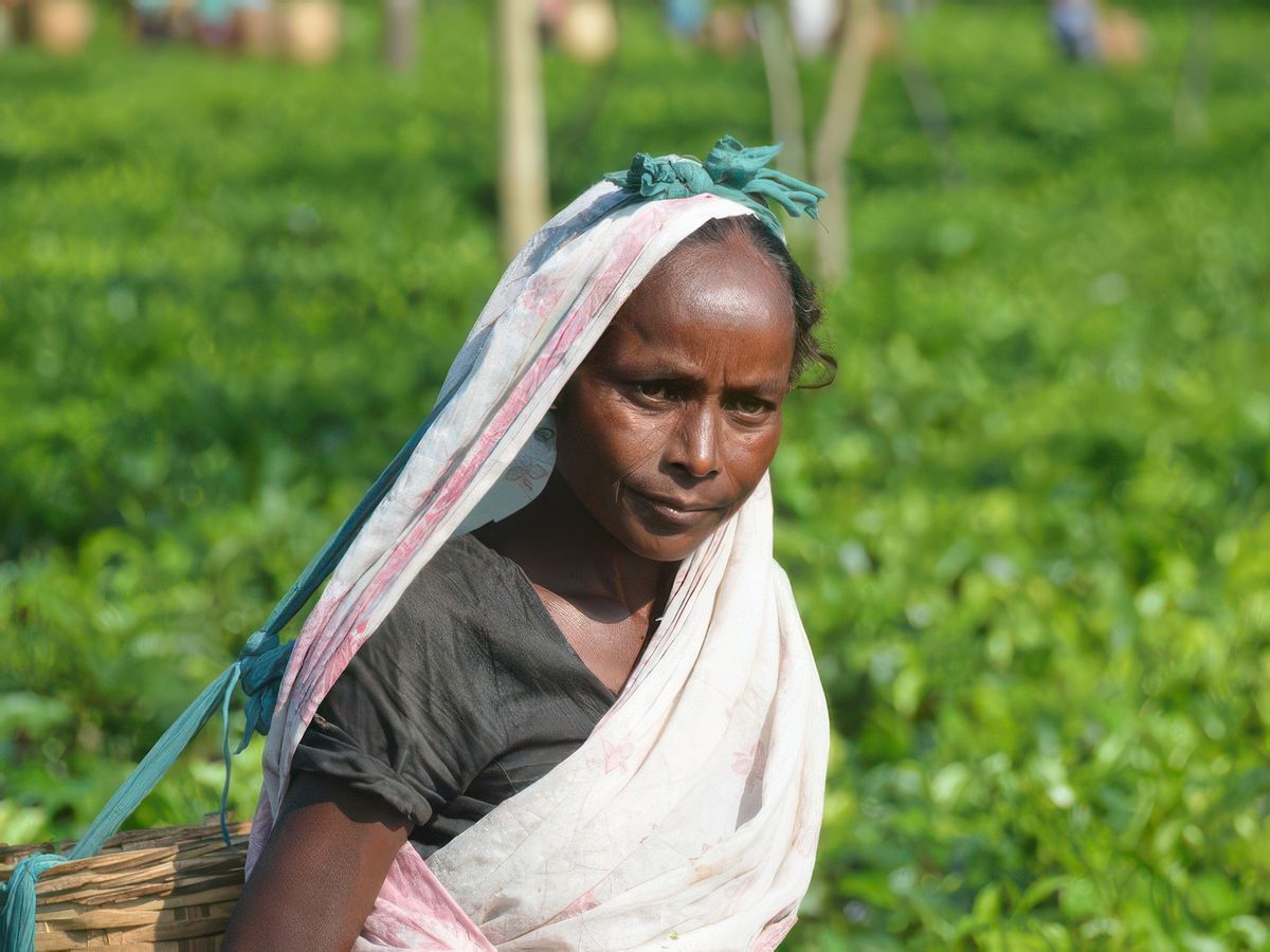 Retour dans l'Assam – Inde
