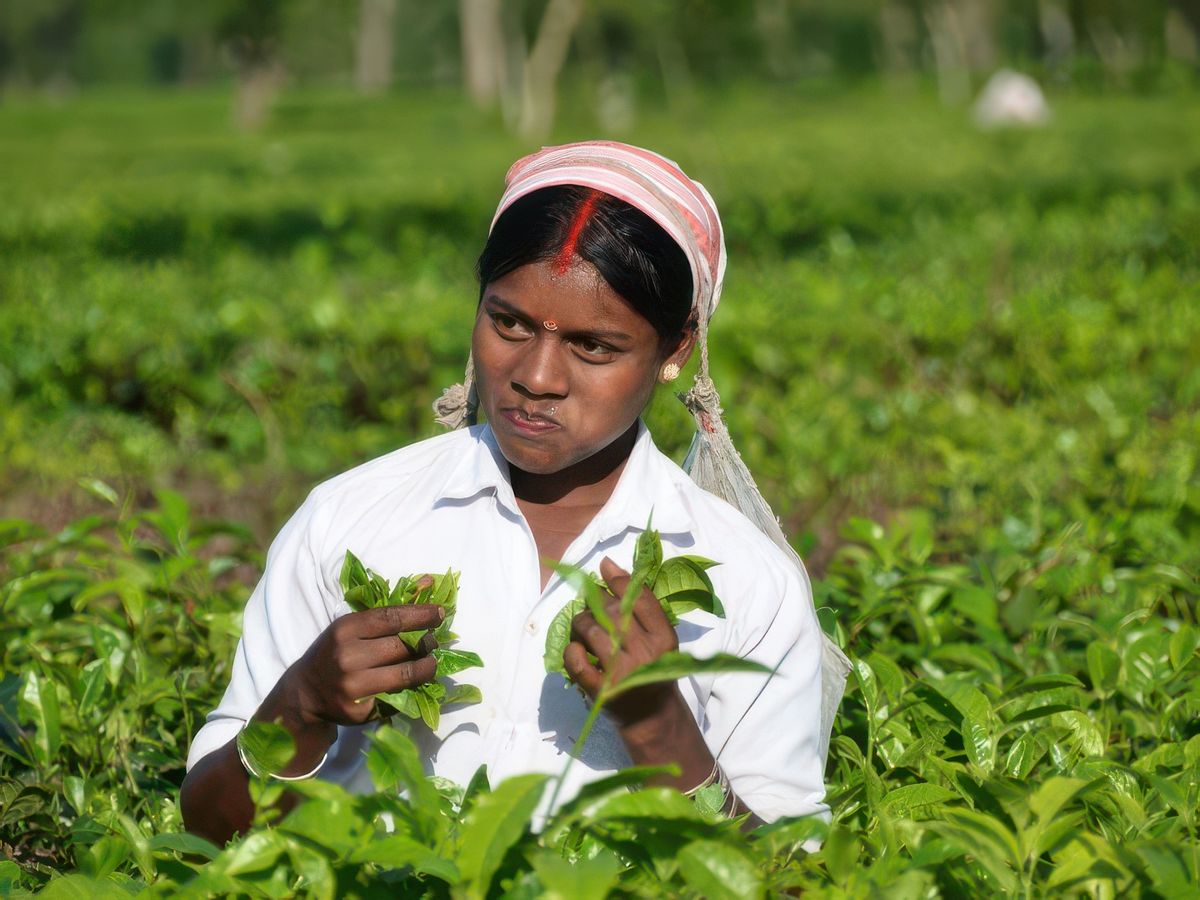 Retour dans l'Assam – Inde