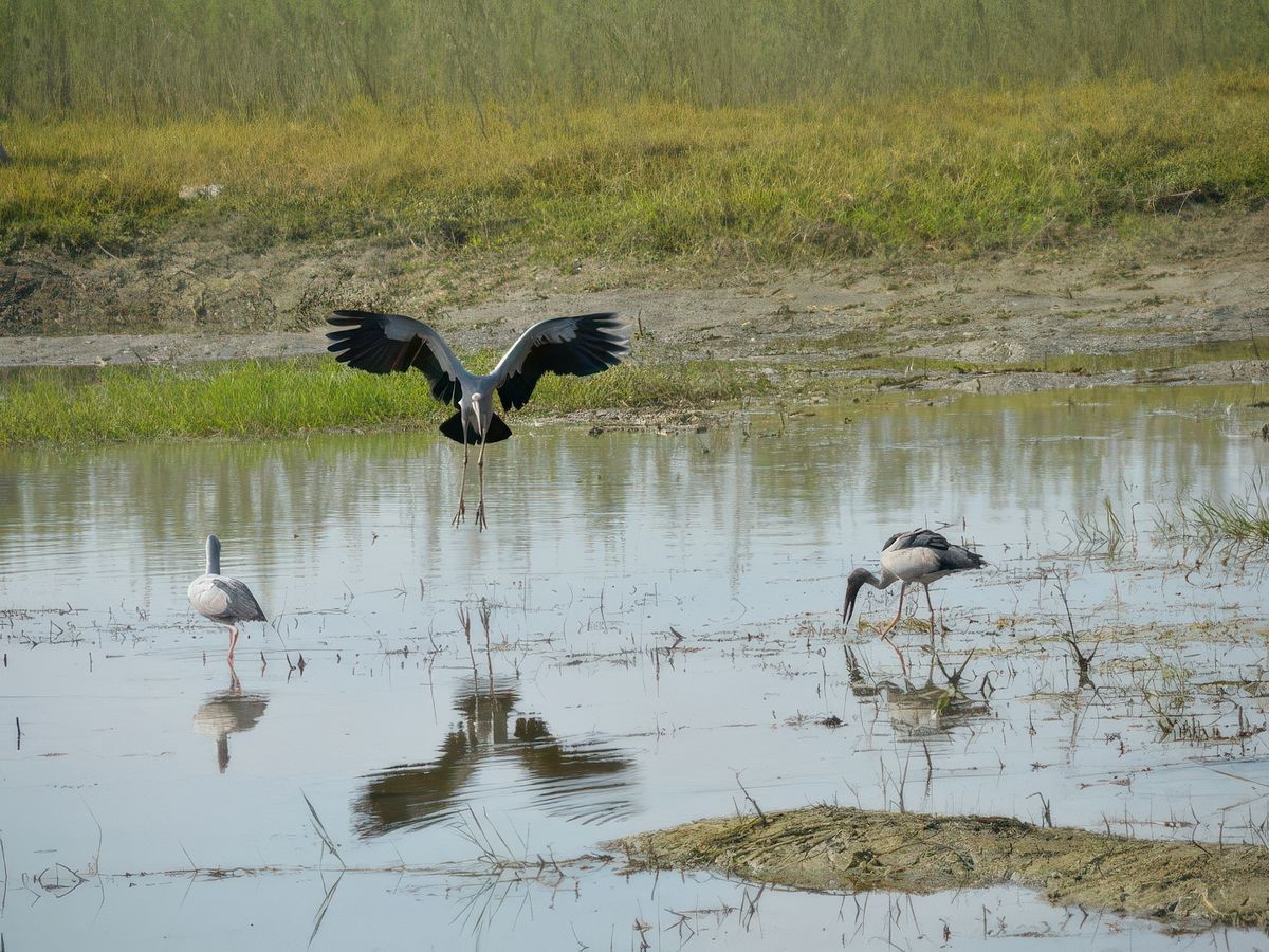 Retour dans l'Assam – Inde