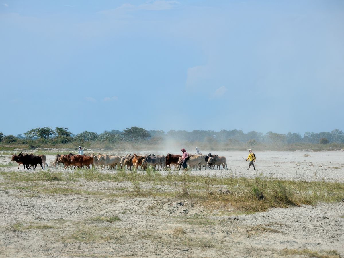Retour dans l'Assam – Inde