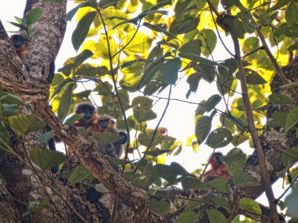 Parc national de kaziranga