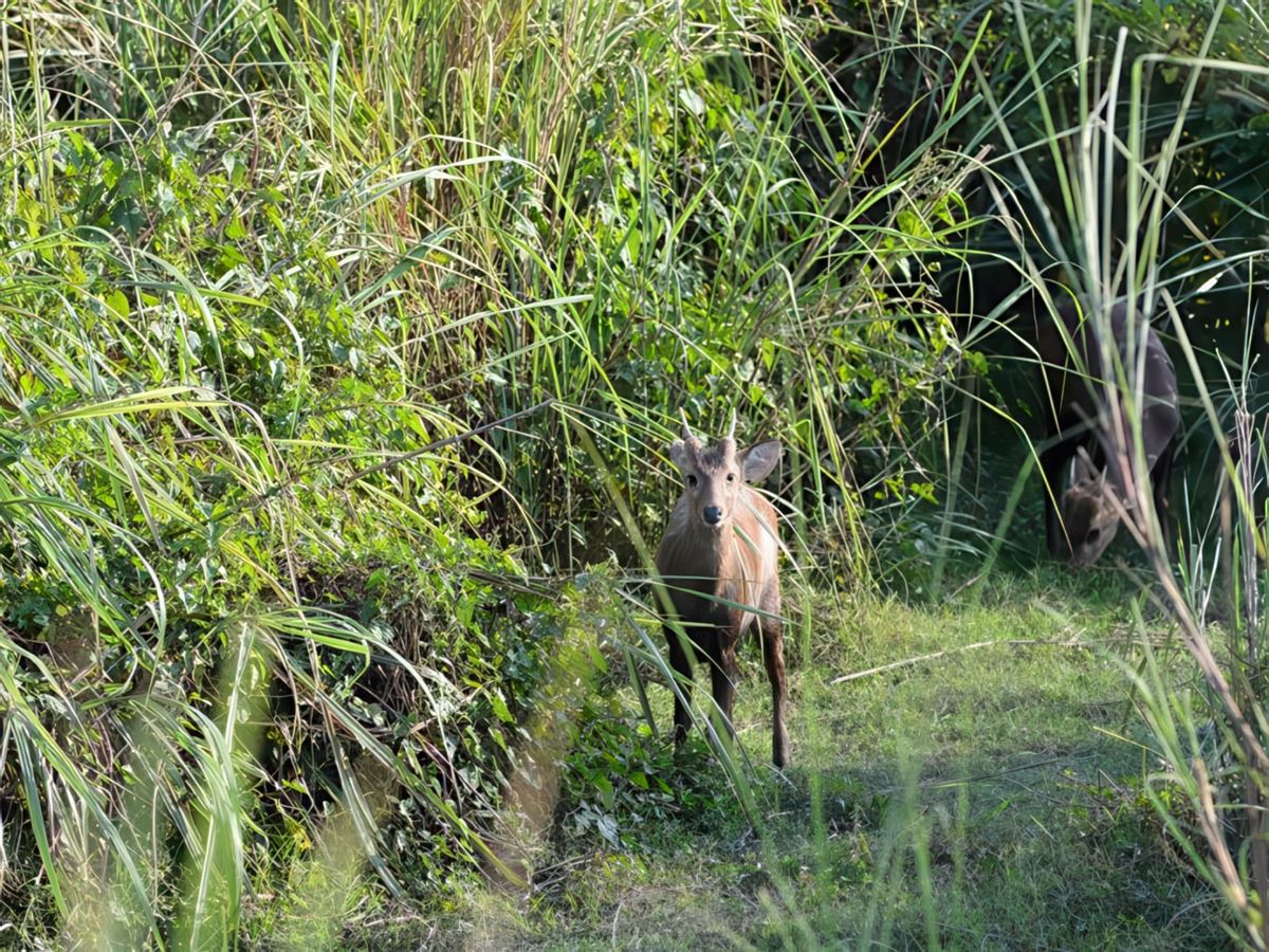 Parc national de kaziranga