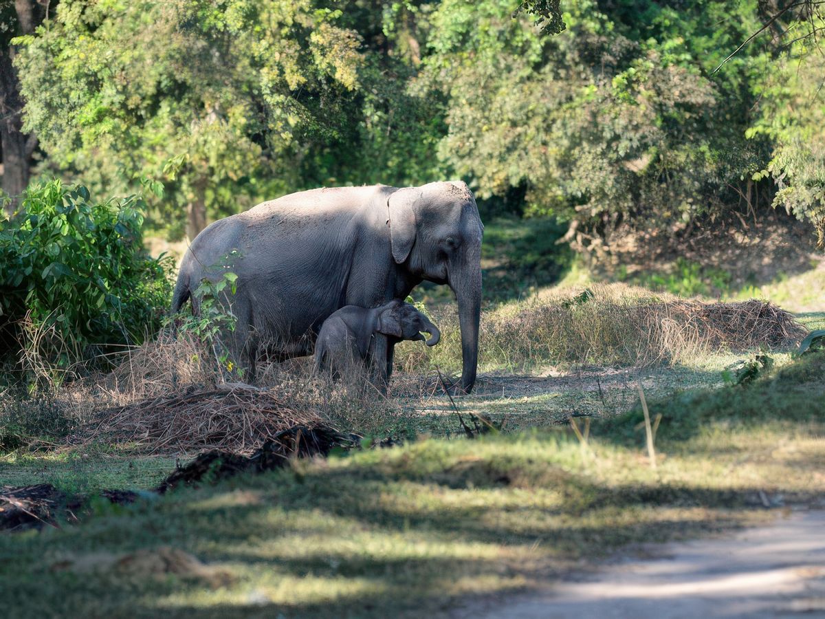 Parc national de kaziranga