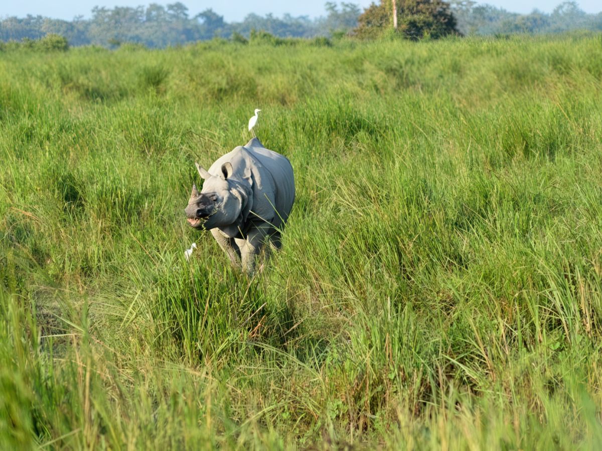 Parc national de kaziranga