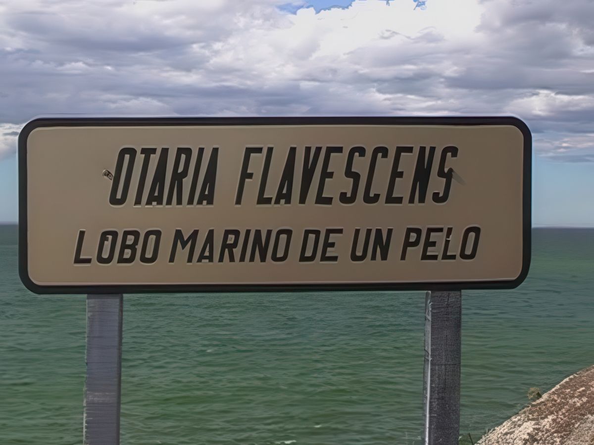 Rencontre avec les otaries à crinière, appelés aussi lions de mer.
