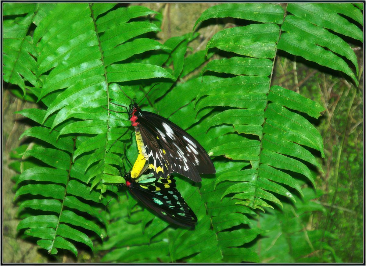 Australian Butterfly Sanctuary - accouplement de Cairns Birdwing (belle photo à mon avis)