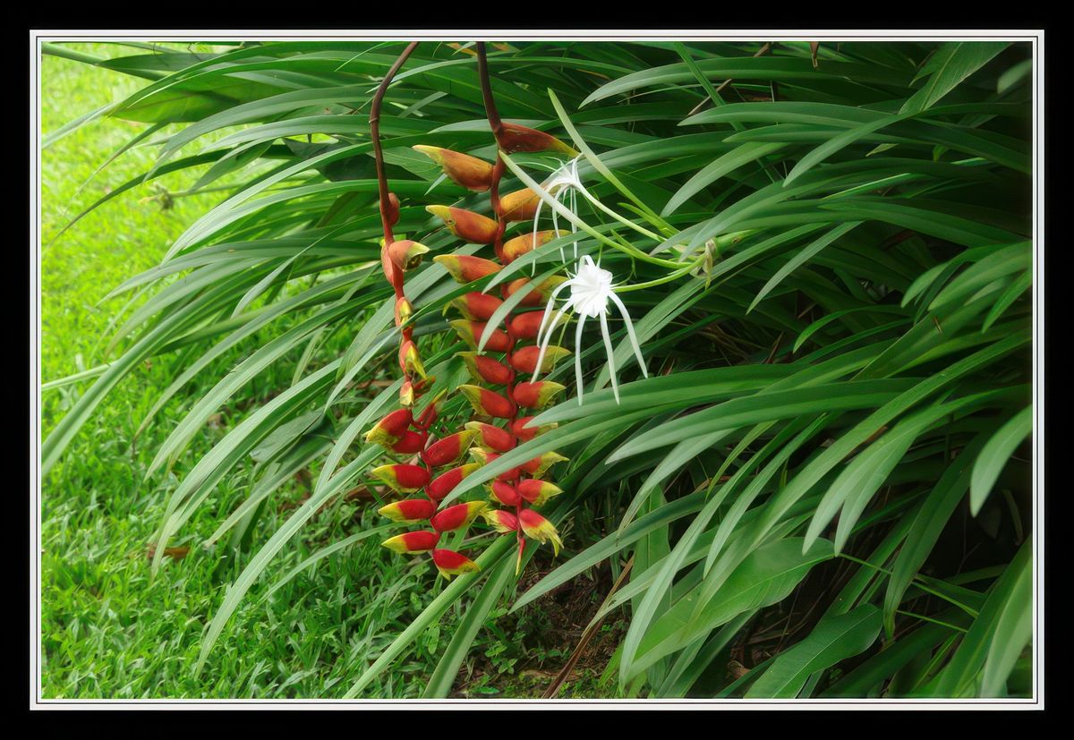 Cape Tribulation