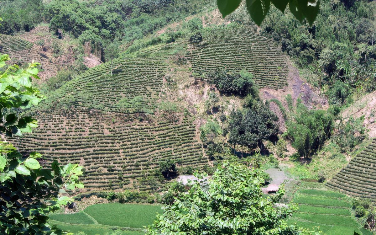 Culture du thé L'homme a modifié le paysage.