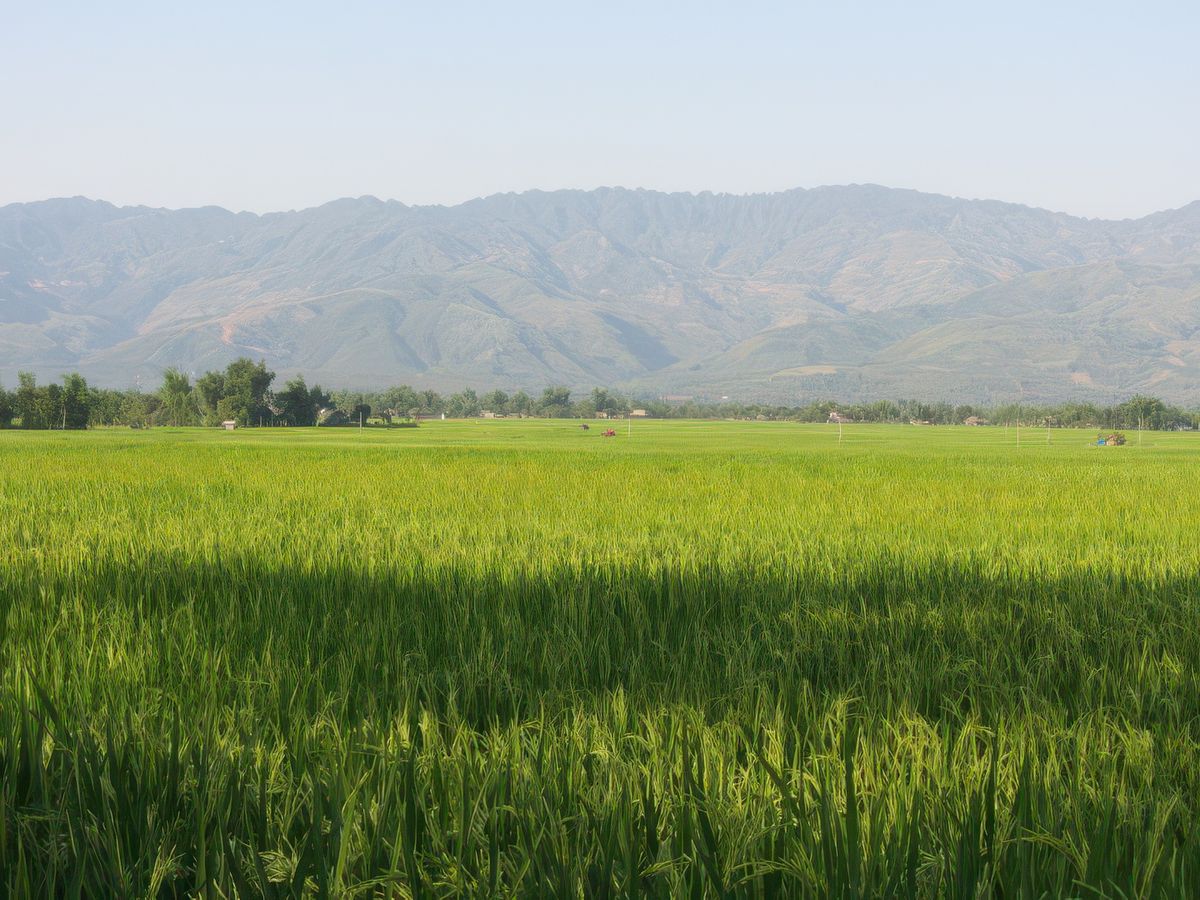 La culture du riz est la principale activité des villageois.