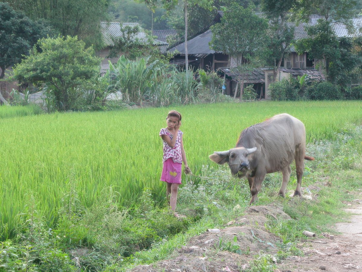 Ce sont souvent les enfants qui s'occupent des buffles.