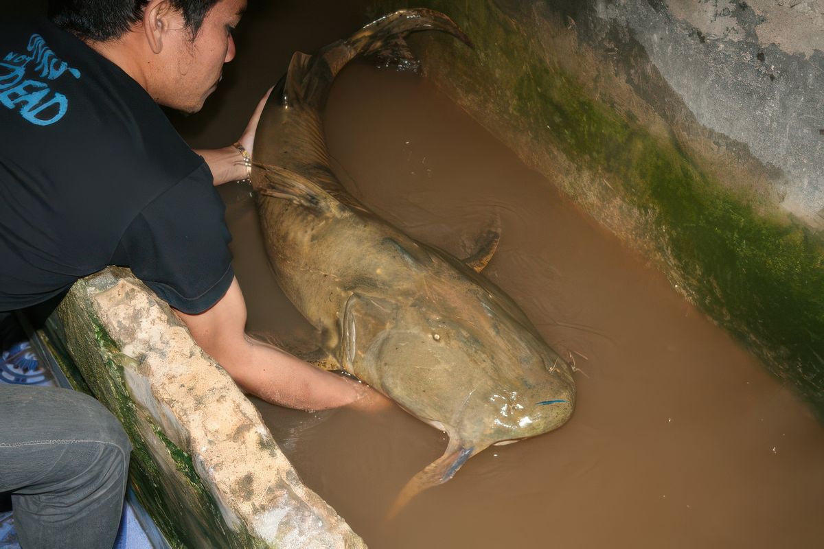 Très poissonneux !.... Ce "poisson-chat" pèse 26 kgs !!!!