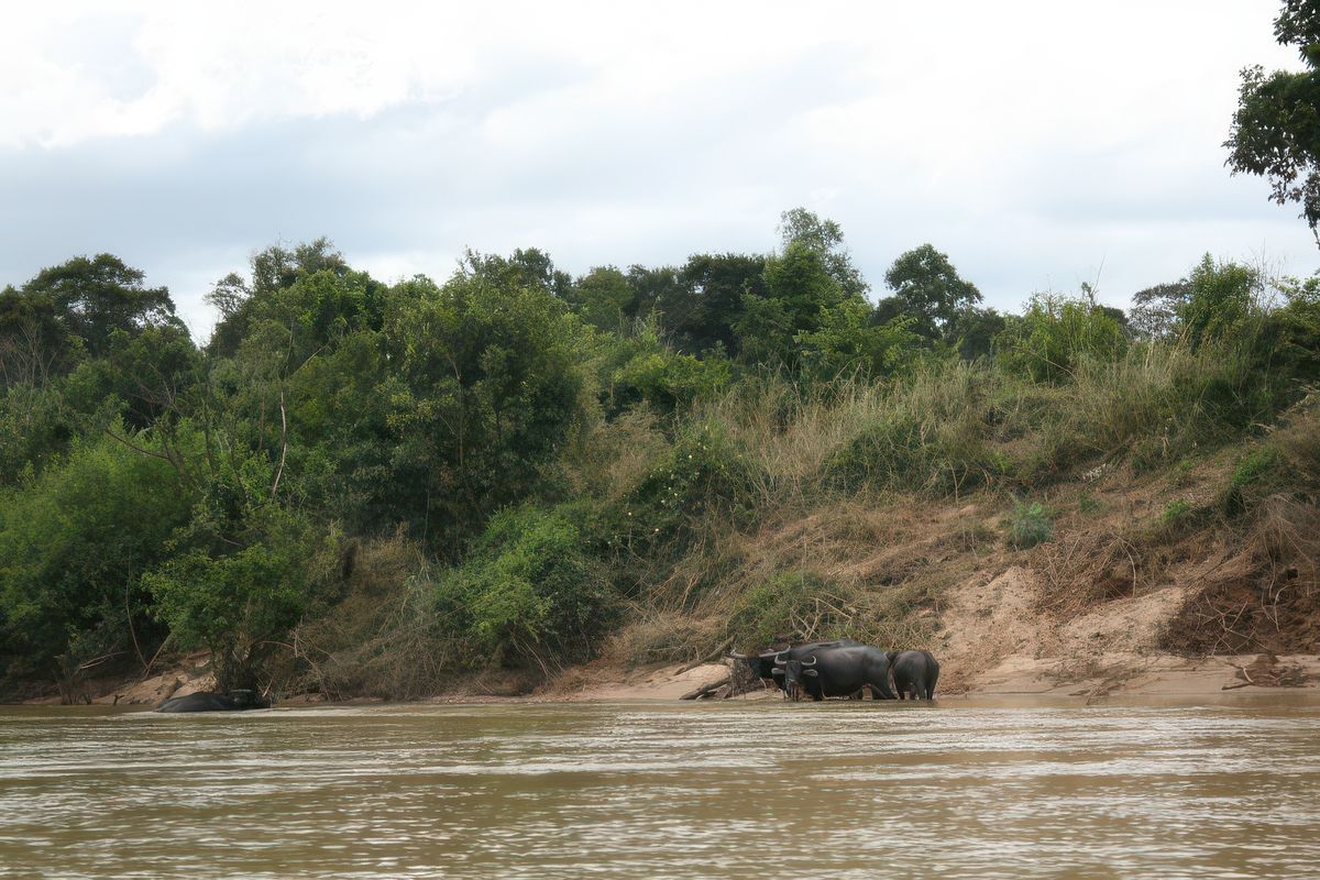 NOUS VOICI PARTI POUR 2H00 DE PIROGUE, AFIN DE REJOINDRE UN VILLAGE JARAÏ.