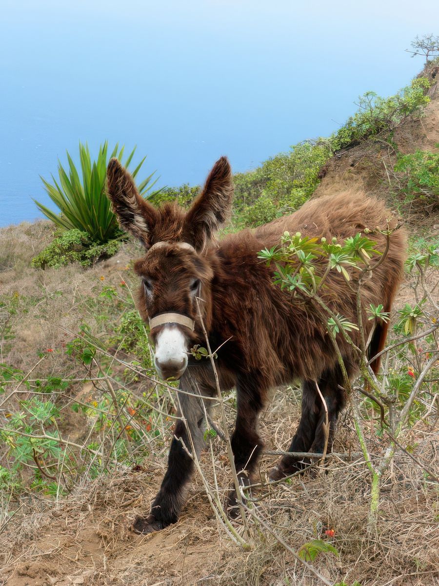 Gentil et brave petit âne, comme on en voit partour sur l'île