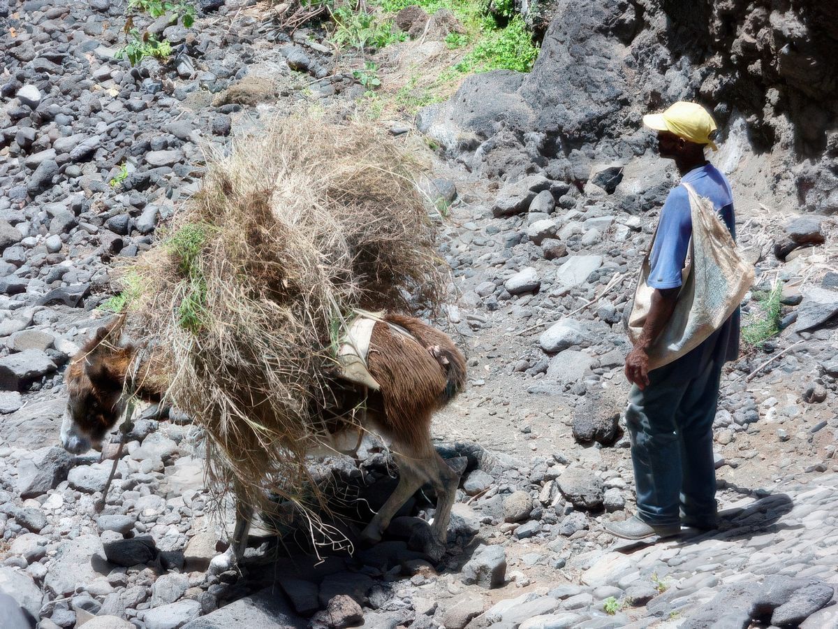Sur Santo Antao, comme sur Brava (voir carnet 2), les ânes sont très utilisés.