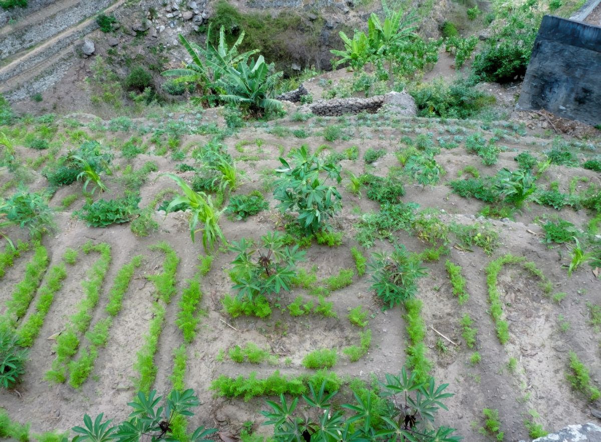 Pour irriguer leurs cultures, les paysans buttent les plantes, de sorte que lorsqu'ils arrosent, l'eau ne ravine pas la terre mais reste au pied des buttées pour bien s'infiltrer vers les racines. On voir aussi que différentes plantes cohabitent en bonne intelligence sur une même parcelle, comme ici : ricin, quelques cannes à sucre, carottes...