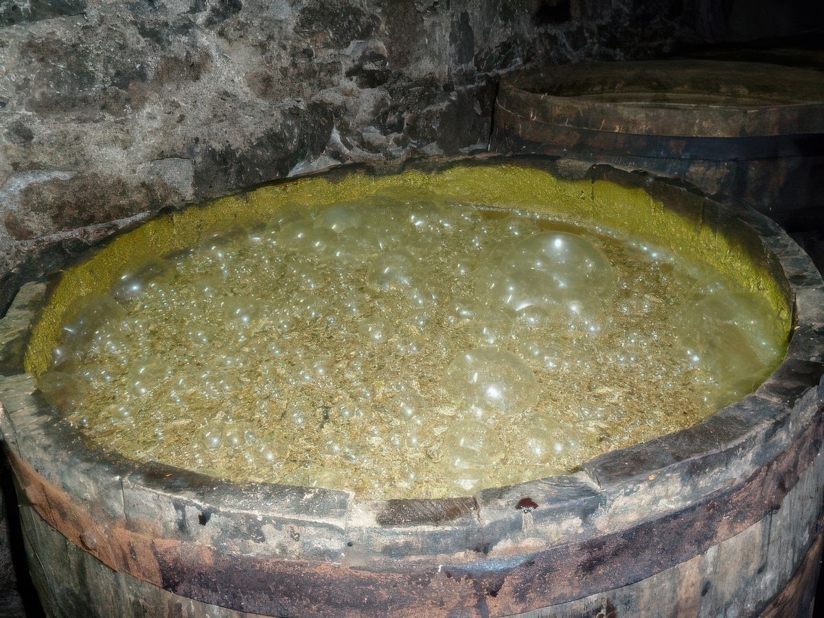 Le jus extrait des cannes, en fermentation