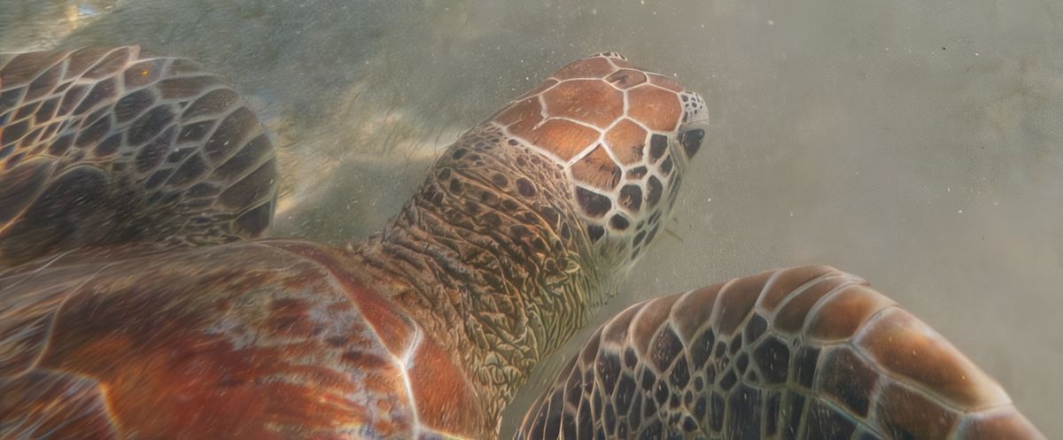 Une journée à N'Gouja – Mayotte
