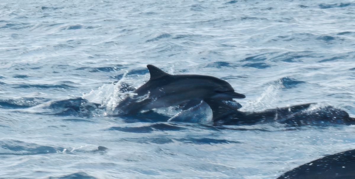 A la rencontre des grands mammifères marins – Mayotte