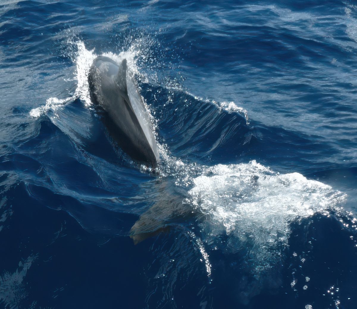 A la rencontre des grands mammifères marins – Mayotte