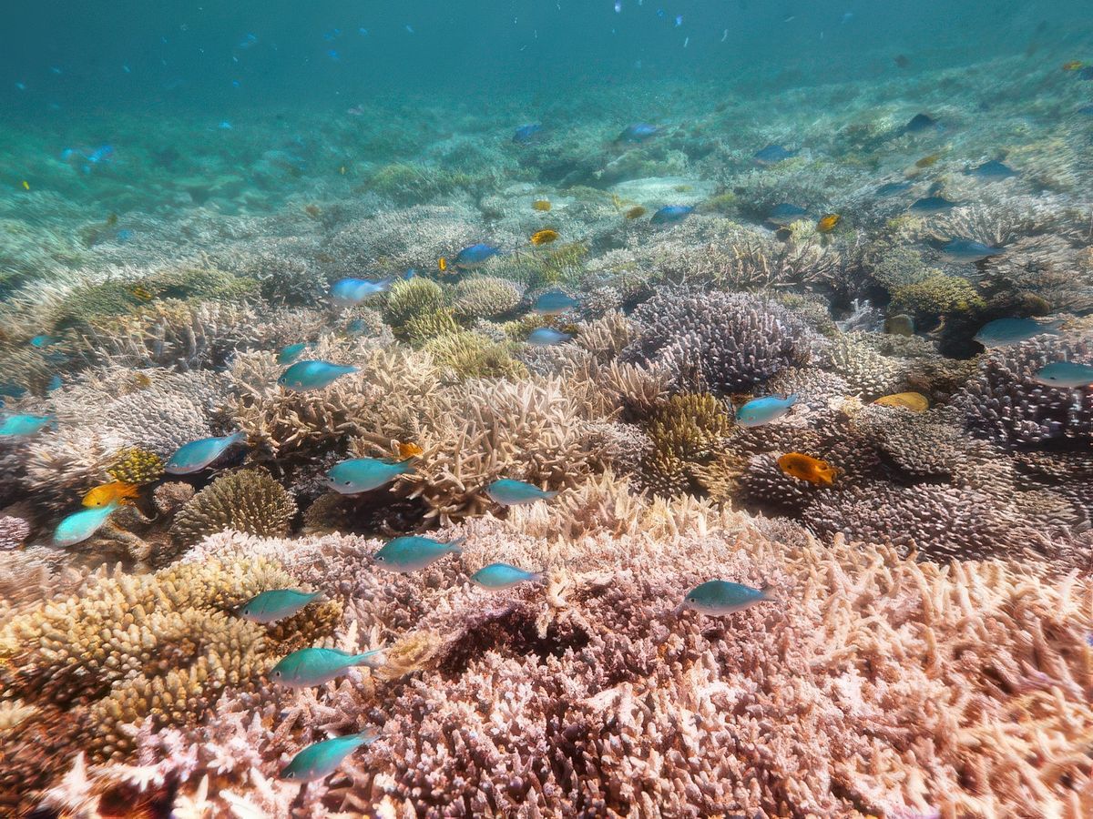 A la rencontre des grands mammifères marins – Mayotte