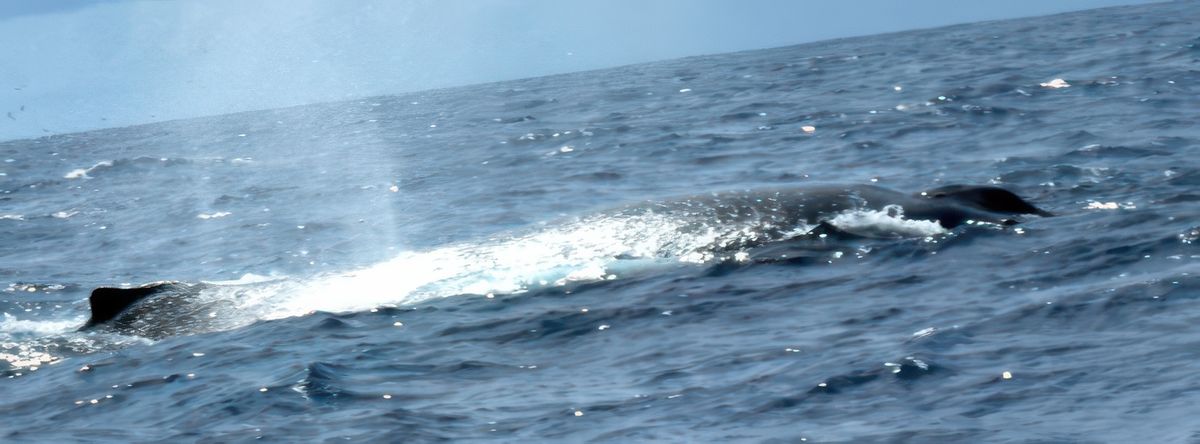 A la rencontre des grands mammifères marins – Mayotte