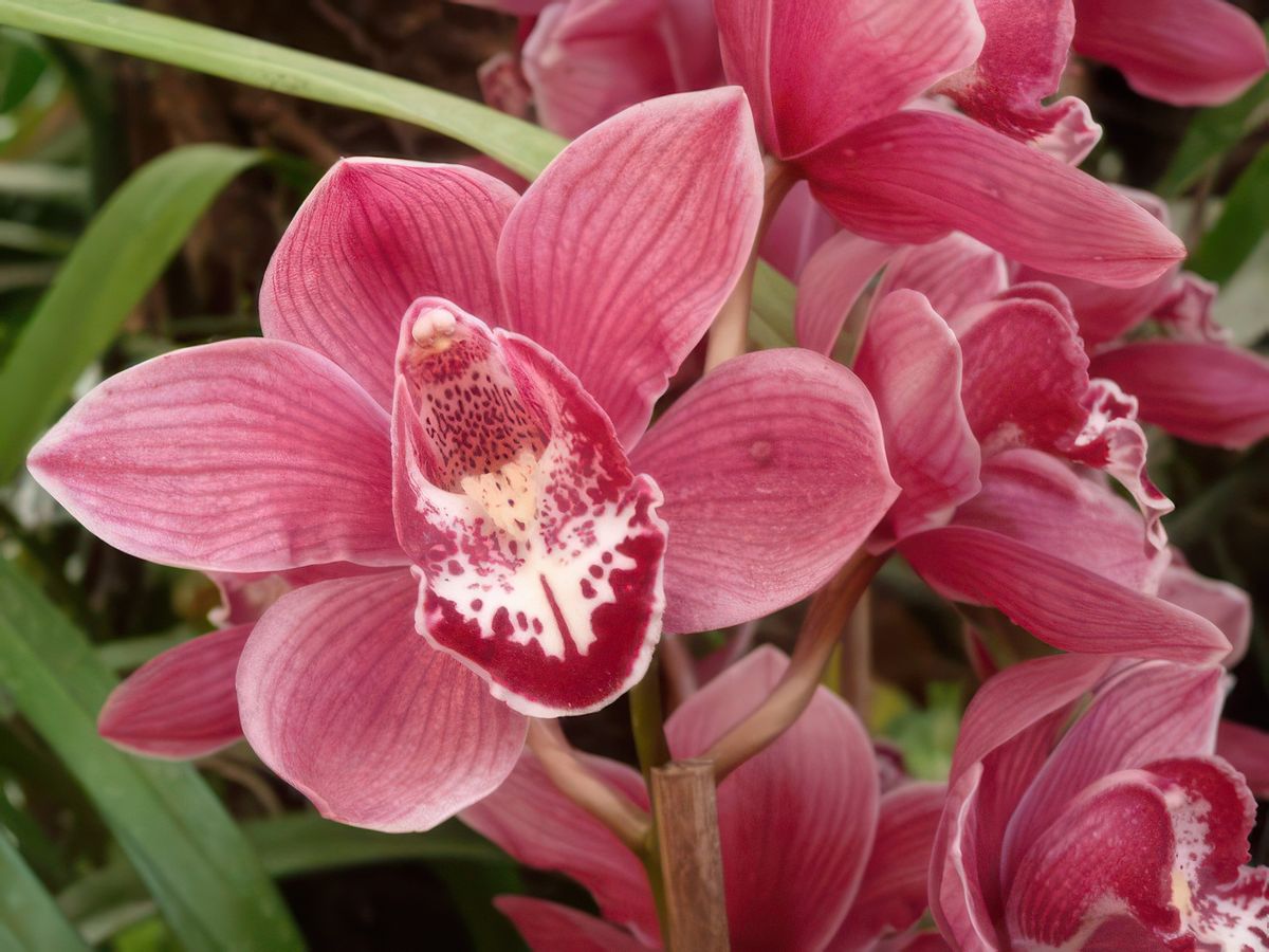 L'orchidée est la fleur nationale du Sikkim qui en possède plus de 600 variétés que l'on peut trouver jusqu'à 3 000 mètres d'altitude. La plupart fleurissent en septembre, mais lors de notre passage à Gangtok une belle exposition s'y tenait.