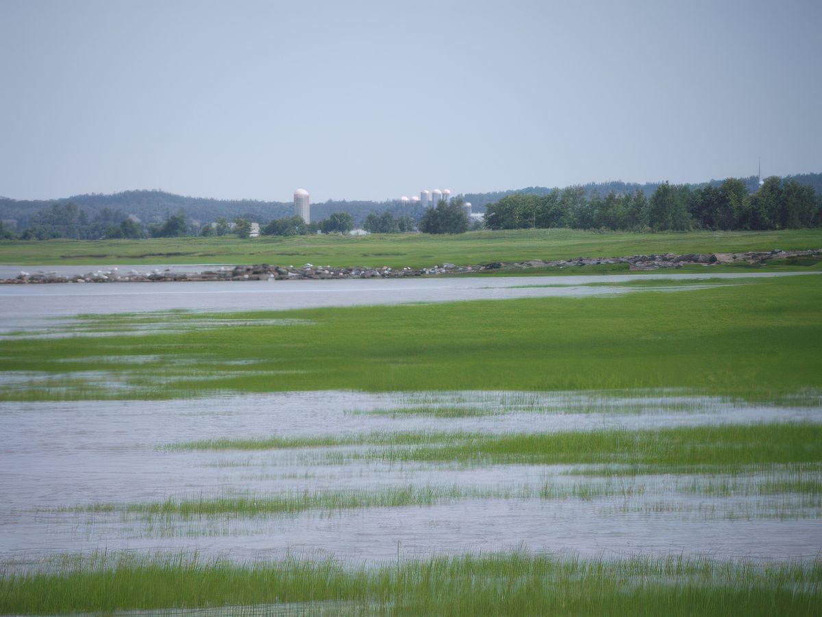 La rive, on dirait un marais