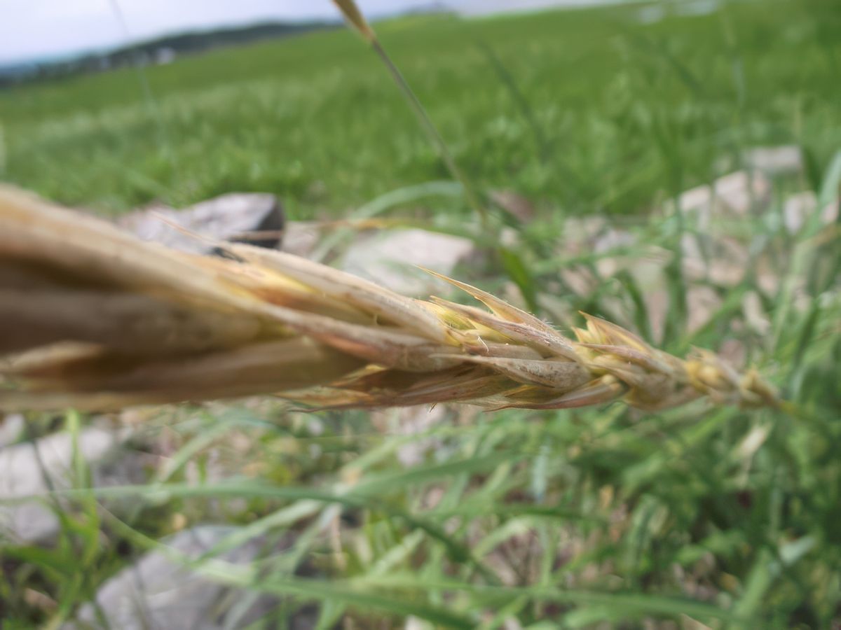 Du blé? du riz sauvage? sur la rive du fleuve