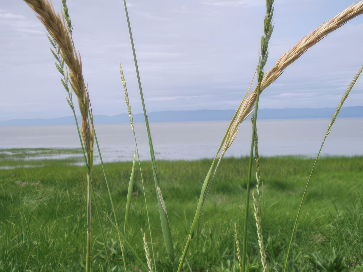Le long de la rive du fleuve à la hauteur de La Pocatière